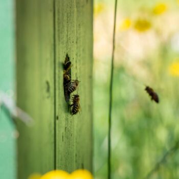 Bijen vliegen naar gat in bijenkorf