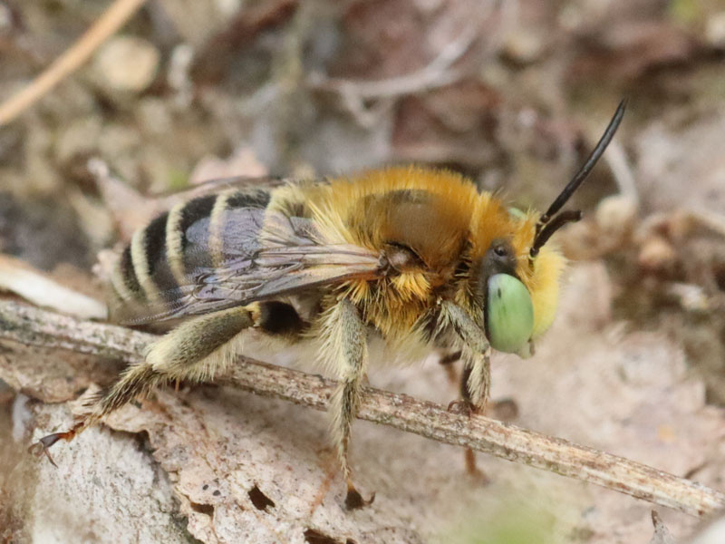 Kleine sachembij, foto gemaakt door Jan Slaats, waarneming.nl uit de familie van Sachembijen