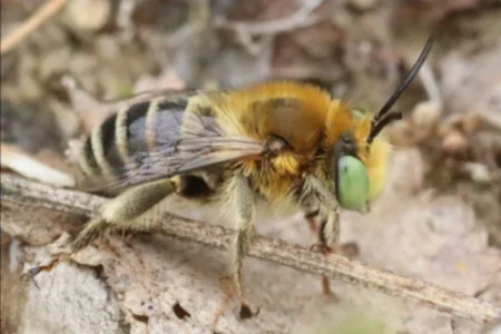 Kleine sachembij, foto gemaakt door Jan Slaats, waarneming.nl uit de familie van Sachembijen
