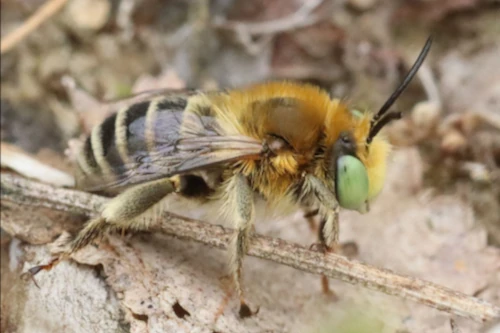 Kleine sachembij, foto gemaakt door Jan Slaats, waarneming.nl uit de familie van Sachembijen