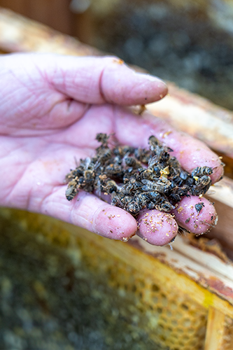 Bijen gaan dood, straks zijn er geen bijen meer door pesticiden