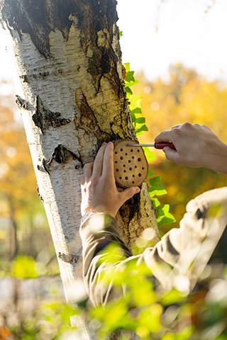 Bijenhotel ophangen aan een boom
