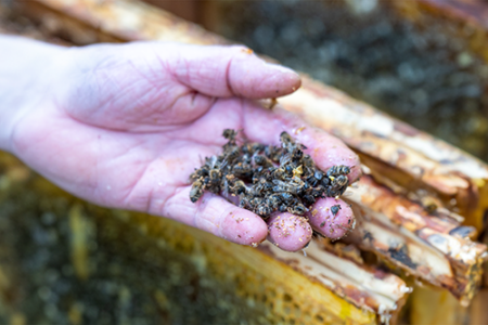 Bijen gaan dood, straks zijn er geen bijen meer mede door pesticiden