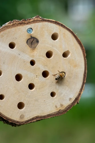 Honingbij op een bijenhotel van Bijdemaker