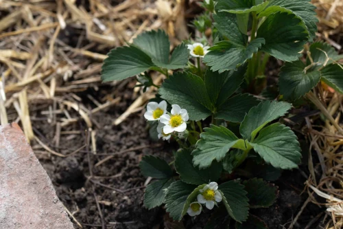 Rol van bijen bij bestuiven van aardbeiplant met bloemetjes in tuin