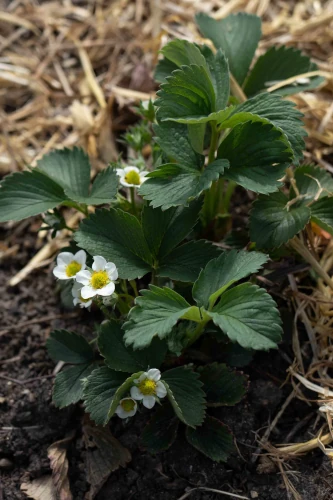Rol van bijen bij bestuiven van aardbeiplant met bloemetjes in tuin