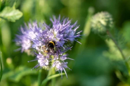 Beste bloemen voor bijen, deze bloem heeft hommel