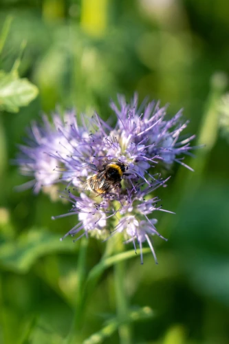 Beste bloemen voor bijen, deze bloem heeft hommel