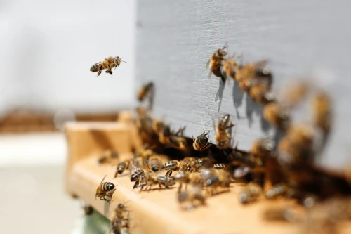 Herkennen van bijen, bijvoorbeeld deze honingbijen bij een bijenkast