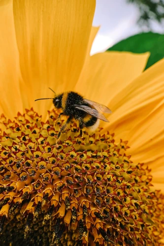 Hommel op een zonnebloem