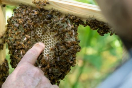 Imker toont honingraat met honingbijen