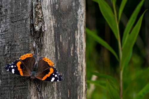 Atalanta Lucas Van Oort