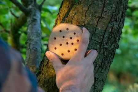 Nut van een bijenhotel Bijdemaker voor wilde bijen