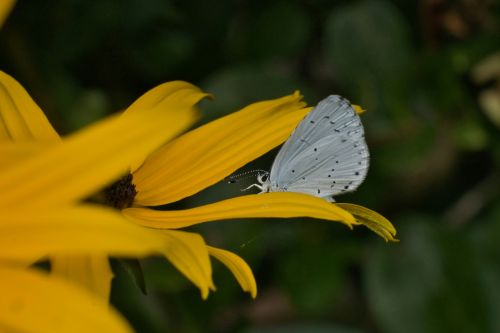 Boomblauwtje - Joran Quinten Unsplash
