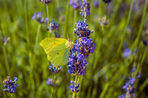 Citroenvlinder Mike van Putten unsplash