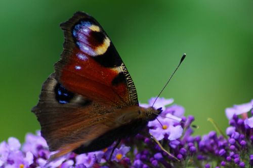 Dagpauwoog Carolien van Oijen unsplash