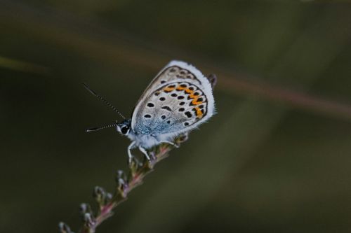 Icarusblauwtje Annie Spratt Unsplash