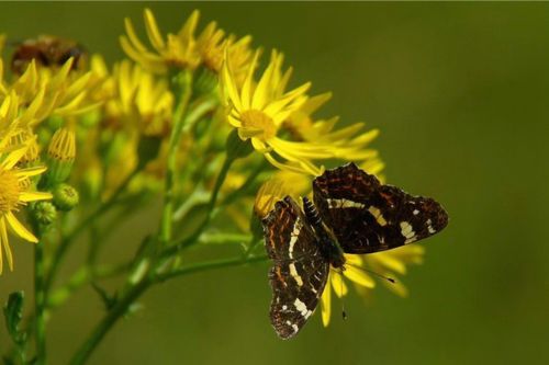Landkaartje Henk Veldkamp Flickr