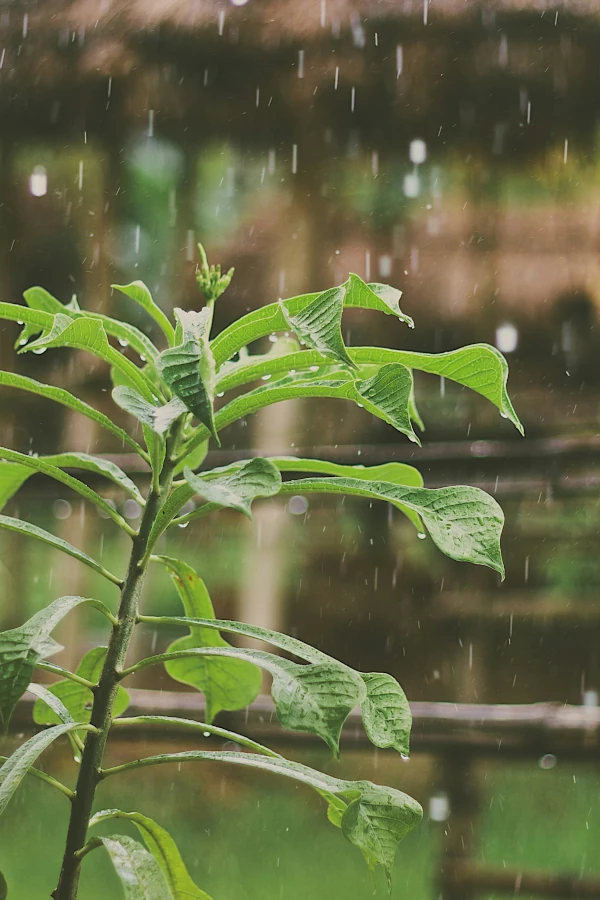 Bijen in de regen, kan dat?