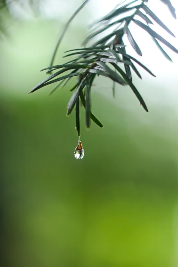 natte plant regen druppel