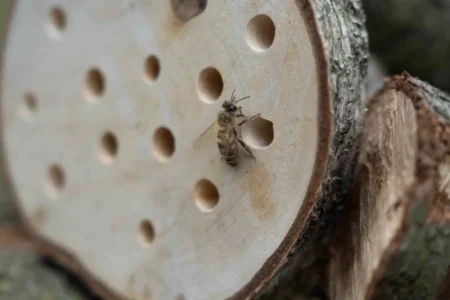 Wilde bij op Bijenhotel