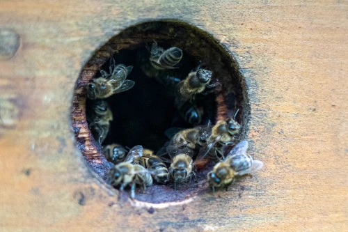 Honingbijen in nestkast