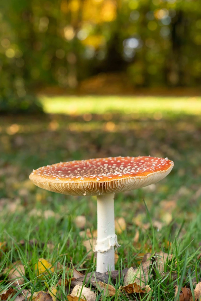 Bijdemaker herfst cadeaupakket paddestoel