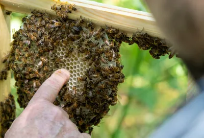 deel ons verhaal project bijenstorm